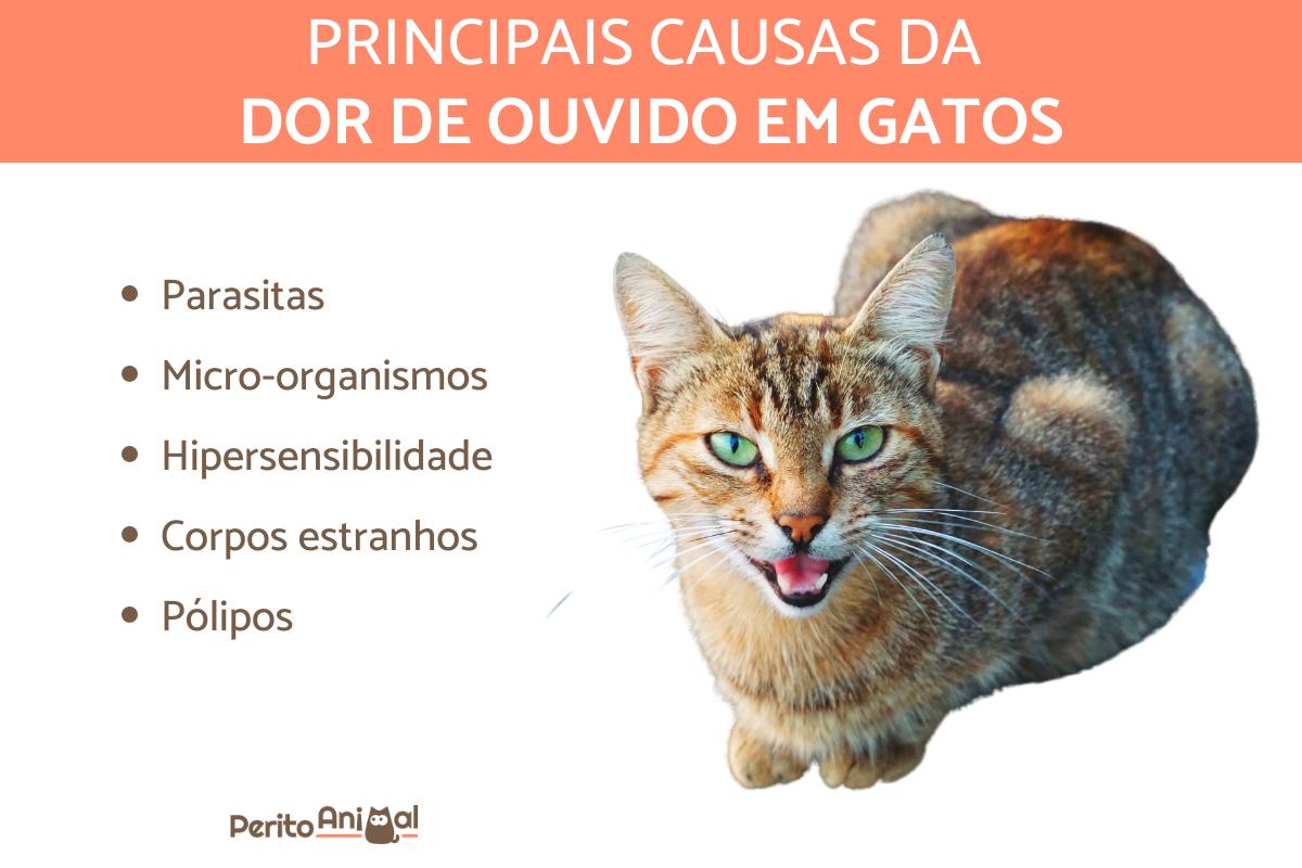 Gato com dor de ouvido - Causas e tratamentos