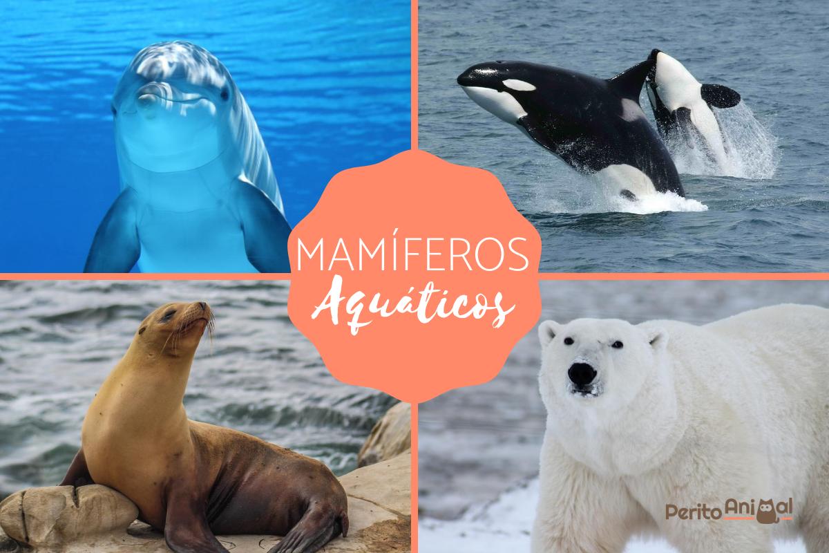 Mamíferos aquáticos - Características e exemplos