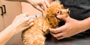 Quantas vacinas o cachorro tem que tomar na vida?