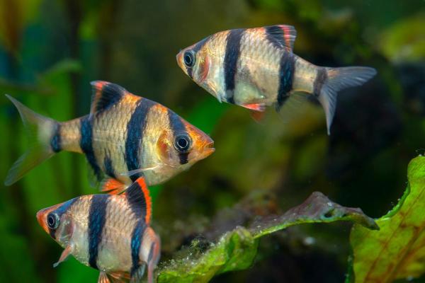 Pode criar goldfish com outros peixes? - Bárbus-sumatrano