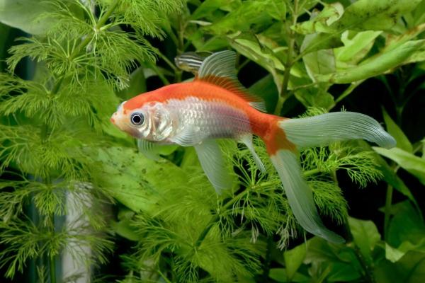 Pode criar goldfish com outros peixes? - Cauda-de-cometa