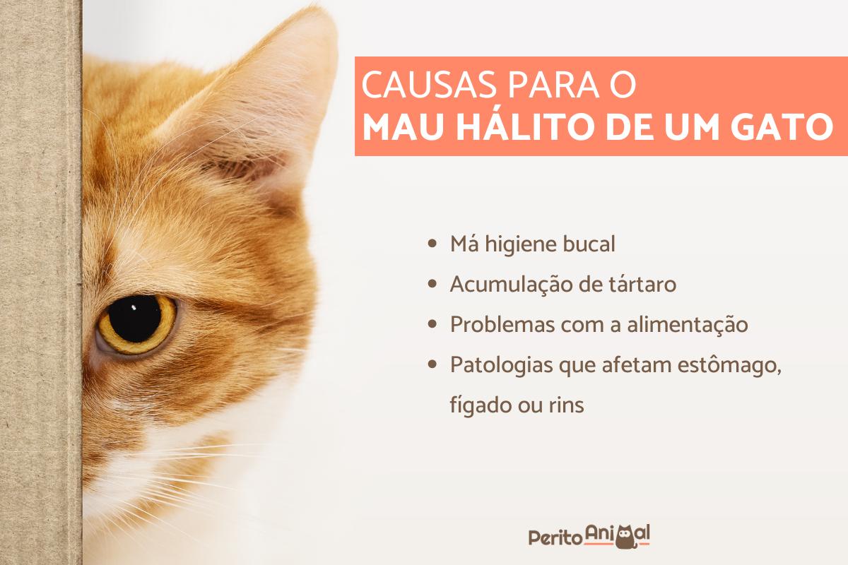Como melhorar o hálito do meu gato