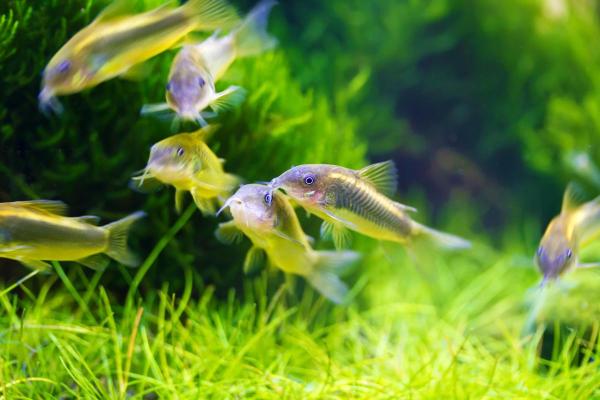 Pode criar goldfish com outros peixes? - Corydoras