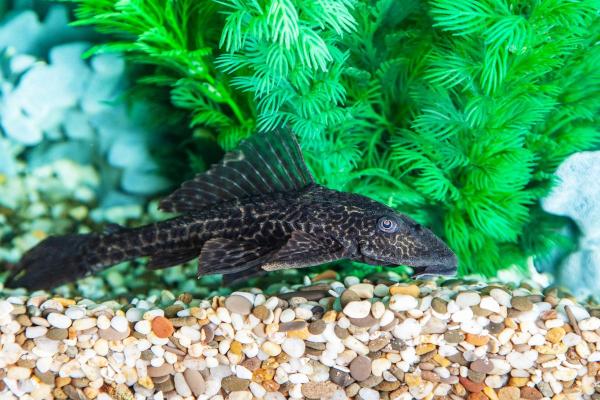 Pode criar goldfish com outros peixes? - Guacari