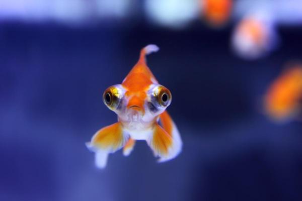 Pode criar goldfish com outros peixes? - Kinguio-telescópio