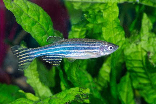 Pode criar goldfish com outros peixes? - Peixe-zebra