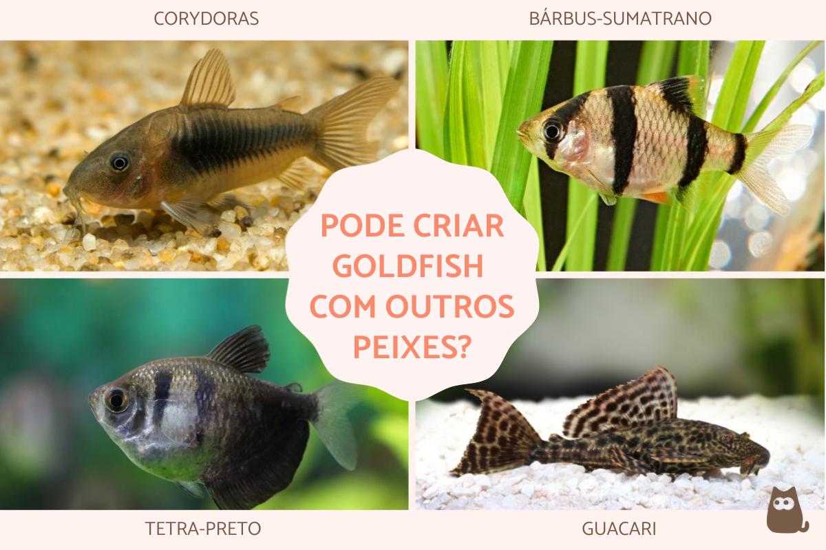 Pode criar goldfish com outros peixes?