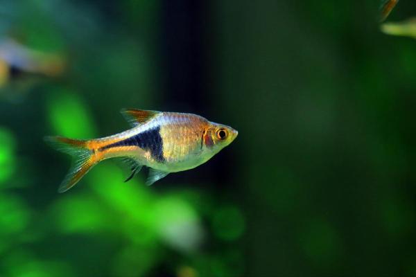 Pode criar goldfish com outros peixes? - Rásbora arlequim