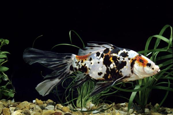 Pode criar goldfish com outros peixes? - Shubunkin