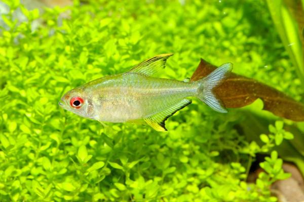 Pode criar goldfish com outros peixes? - Tetra-amarelo