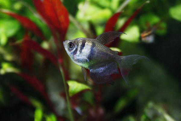 Pode criar goldfish com outros peixes? - Tetra-preto