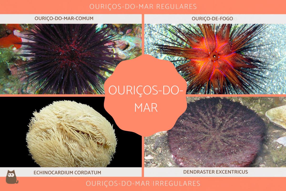 Tipos de ouriços-do-mar