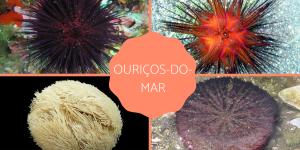 Tipos de ouriços-do-mar