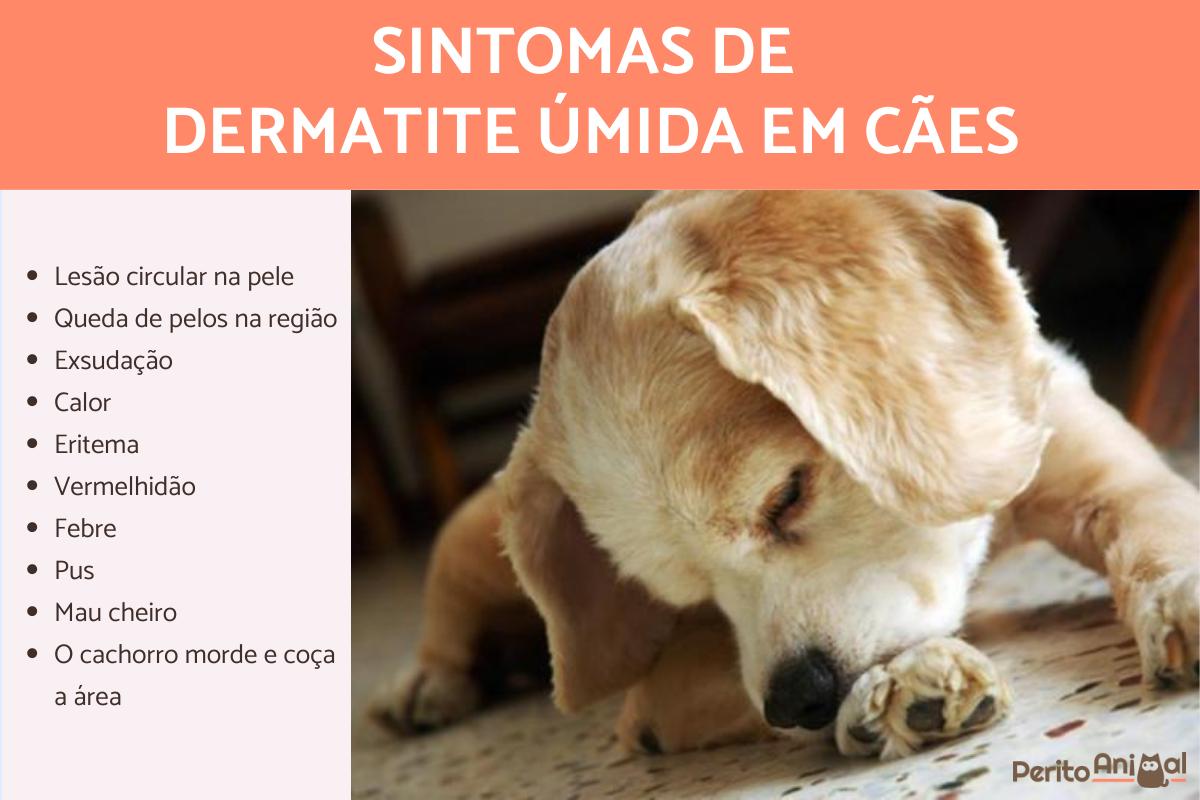 Dermatite úmida em cães - Sintomas, causas e tratamento