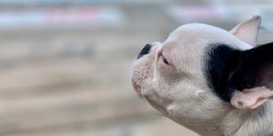 Meu cachorro está ofegante e inquieto: o que fazer?