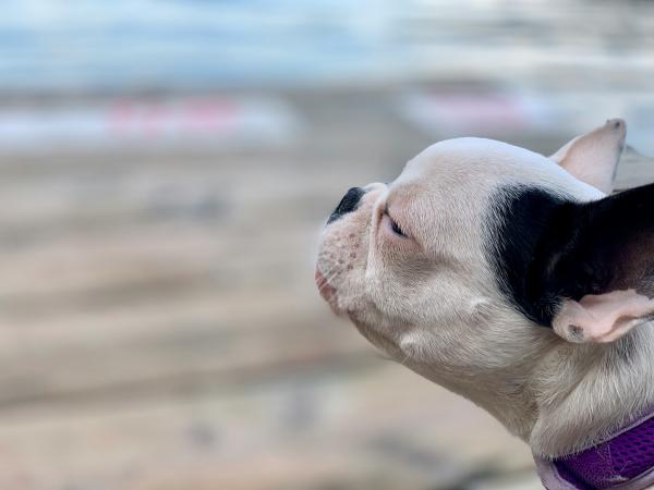Meu cachorro está ofegante e inquieto: o que fazer?