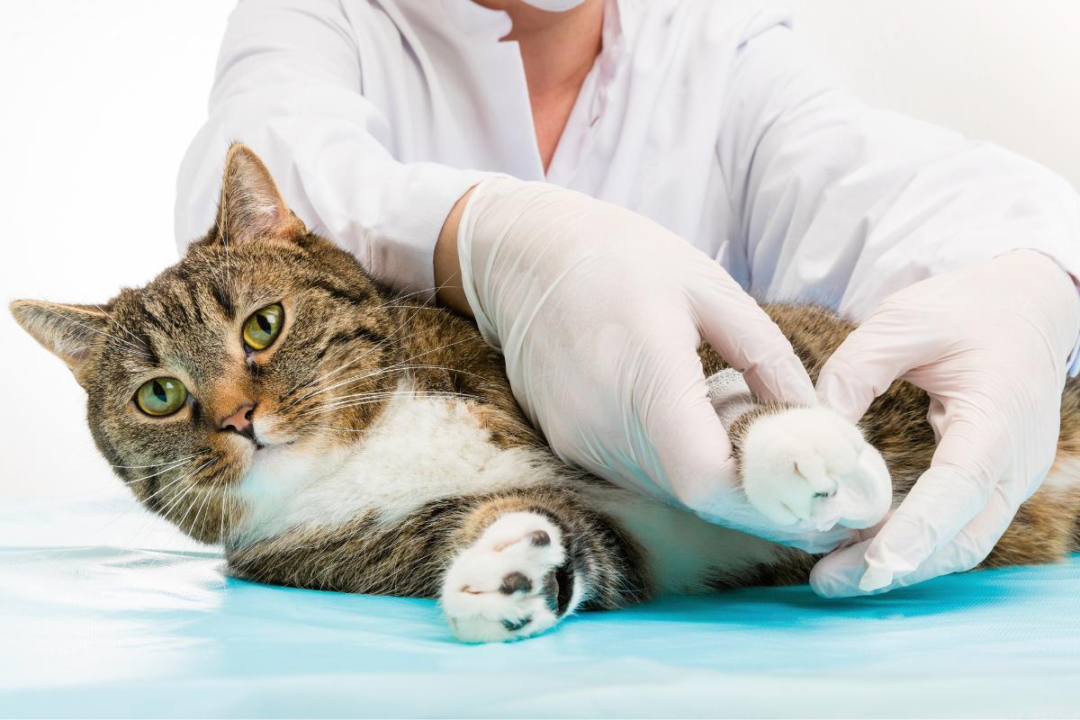 Gato com a pata quebrada, o que fazer?