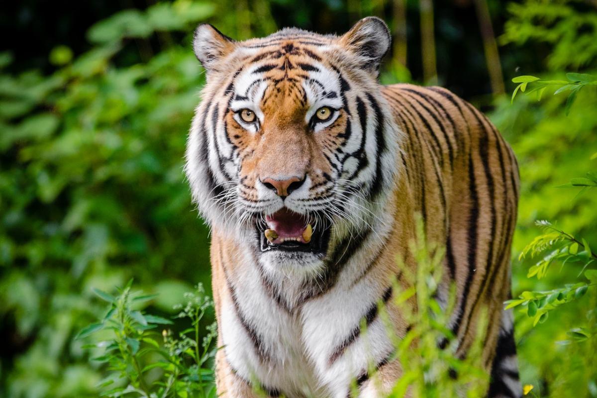 Qual é o habitat do tigre?