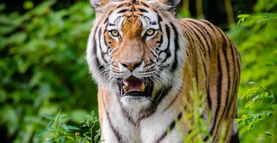 Qual é o habitat do tigre?
