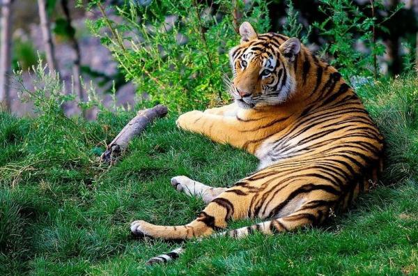Qual é o habitat do tigre? - Qual o habitat do tigre de-bengala?