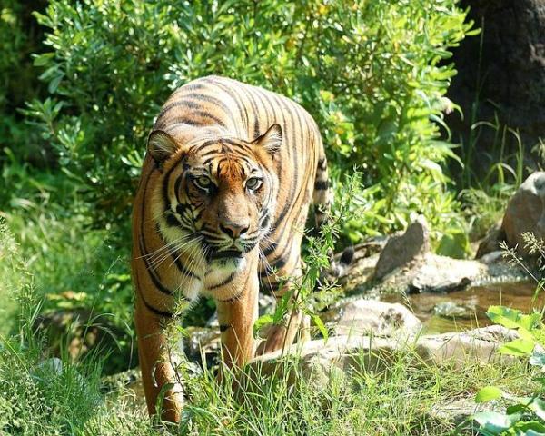 Qual é o habitat do tigre? - Qual o habitat do tigre-de-sumatra?