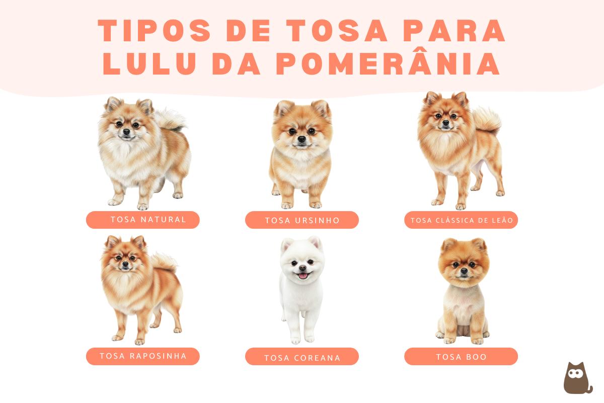 Tipos de tosa de lulu da Pomerânia