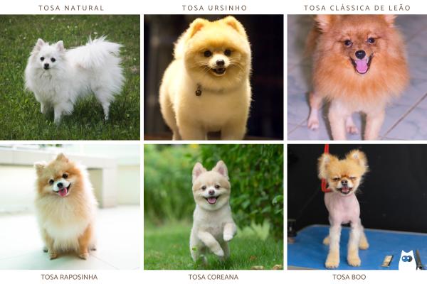 Tipos de tosa de lulu da Pomerânia - Tipos de tosa de lulu da Pomerânia
