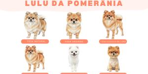 Tipos de tosa de lulu da Pomerânia