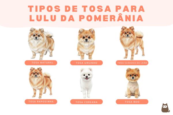 Tipos de tosa de lulu da Pomerânia