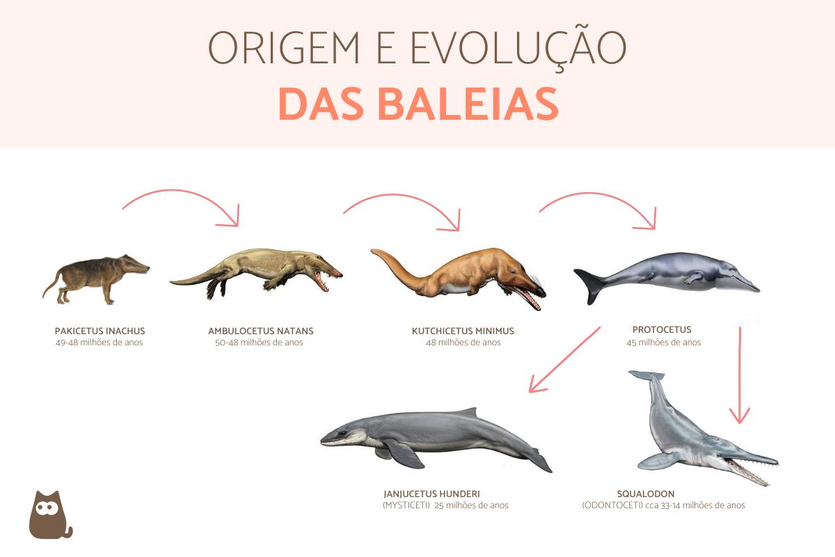 Origem e evolução das baleias