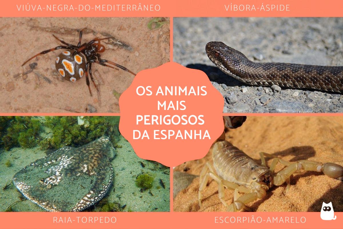 Os animais mais perigosos da Espanha