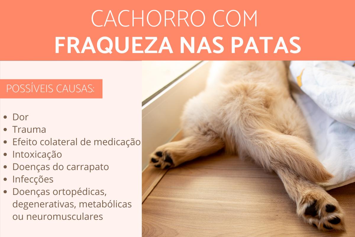 Cachorro com fraqueza nas patas traseiras: causas