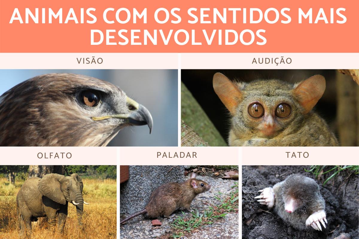 Animais com os sentidos mais desenvolvidos