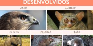 Animais com os sentidos mais desenvolvidos