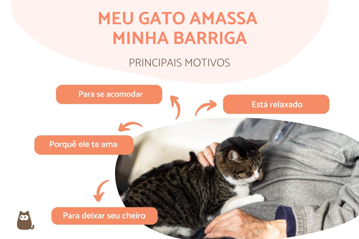 Por que meu gato amassa minha barriga?