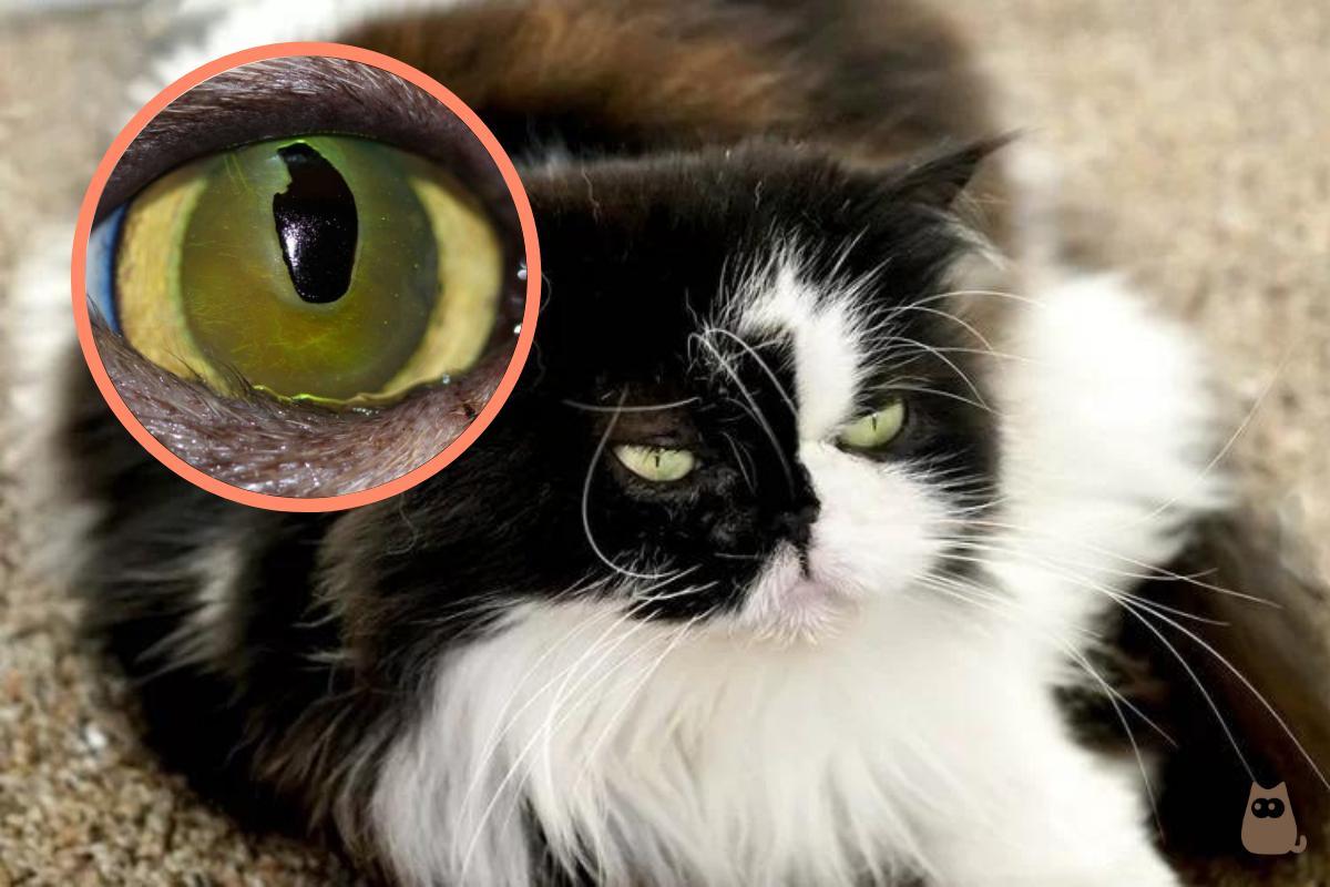 Sequestro corneano felino - Tratamento e causas