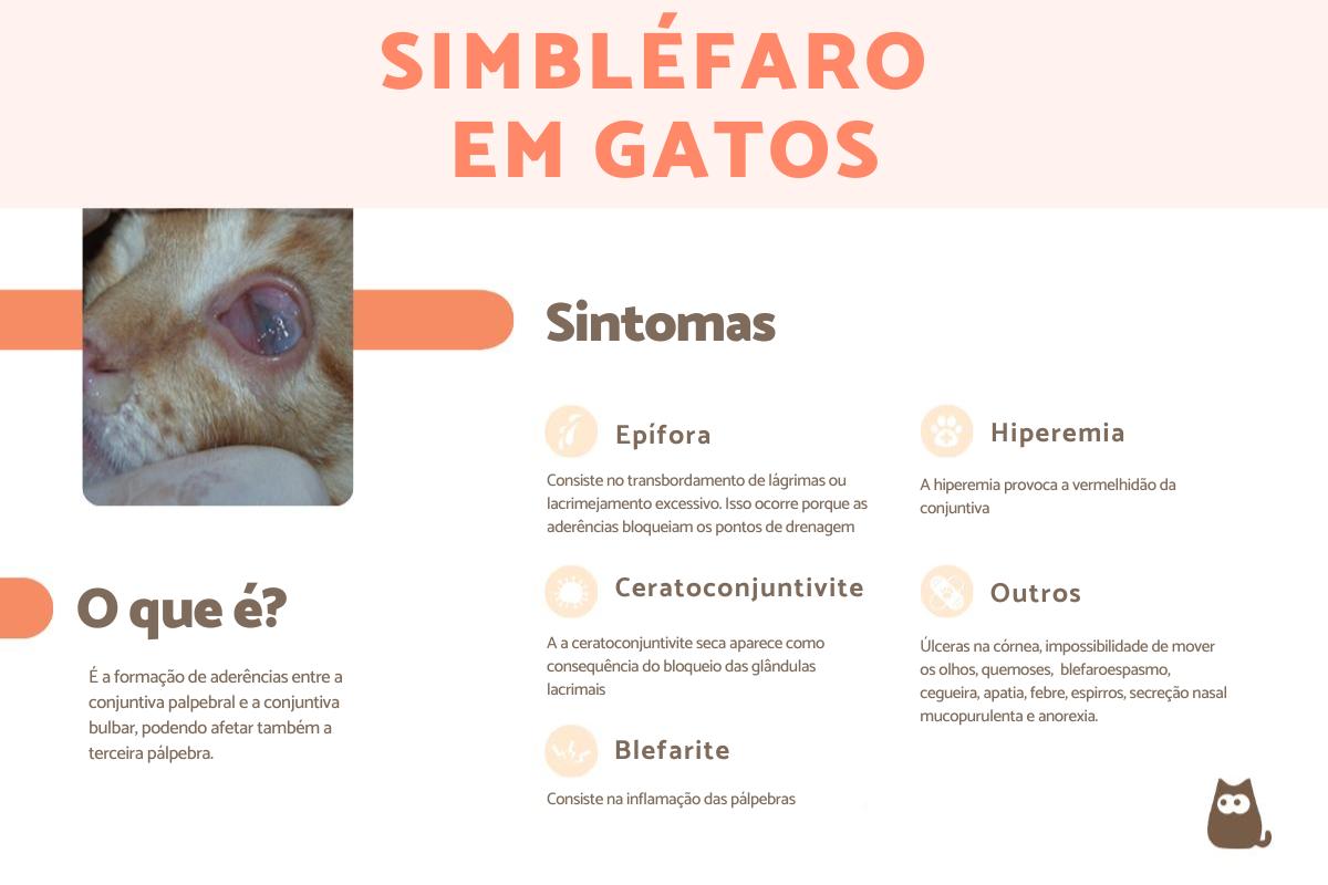 Simbléfaro em gatos: o que é, causas e tratamento
