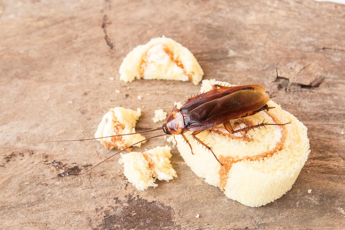 O que as baratas comem?