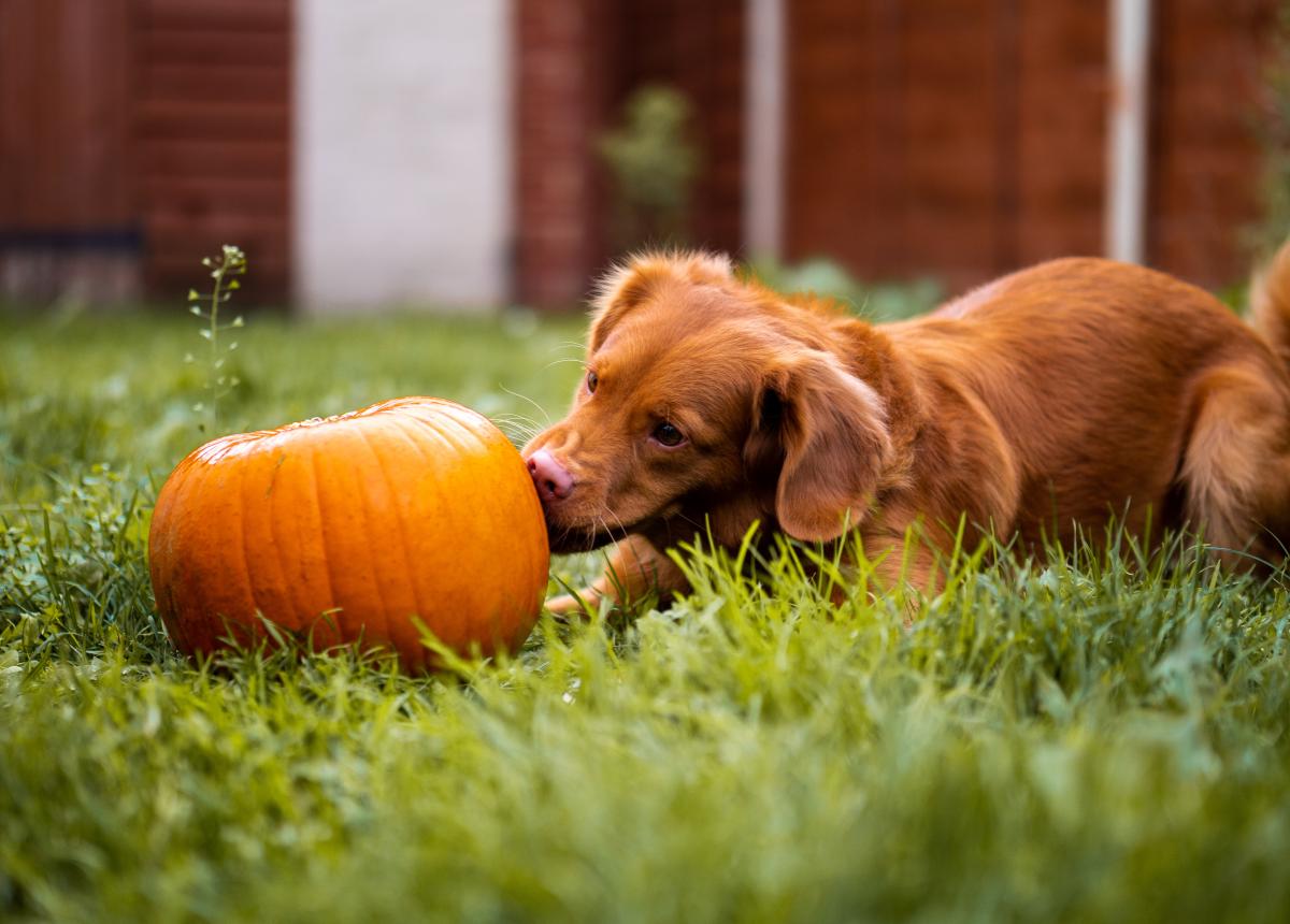 Cachorro pode comer abóbora? - Benefícios e quantidades