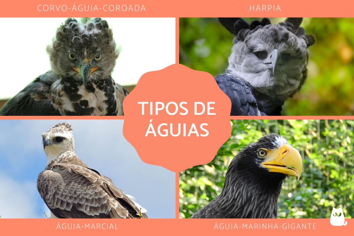Tipos de águias - Características, nomes e fotos