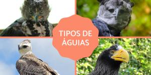 Tipos de águias - Características, nomes e fotos