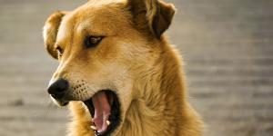 Cachorro mudo: por que acontece e como tratar
