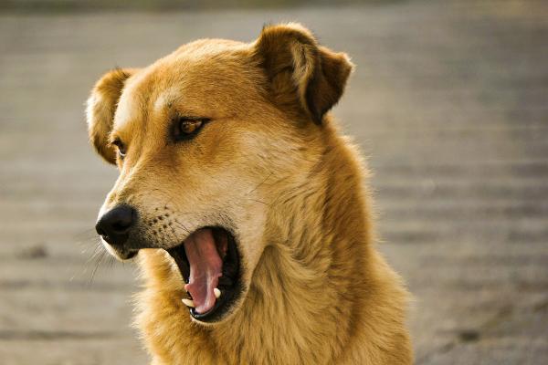 Cachorro mudo: por que acontece e como tratar