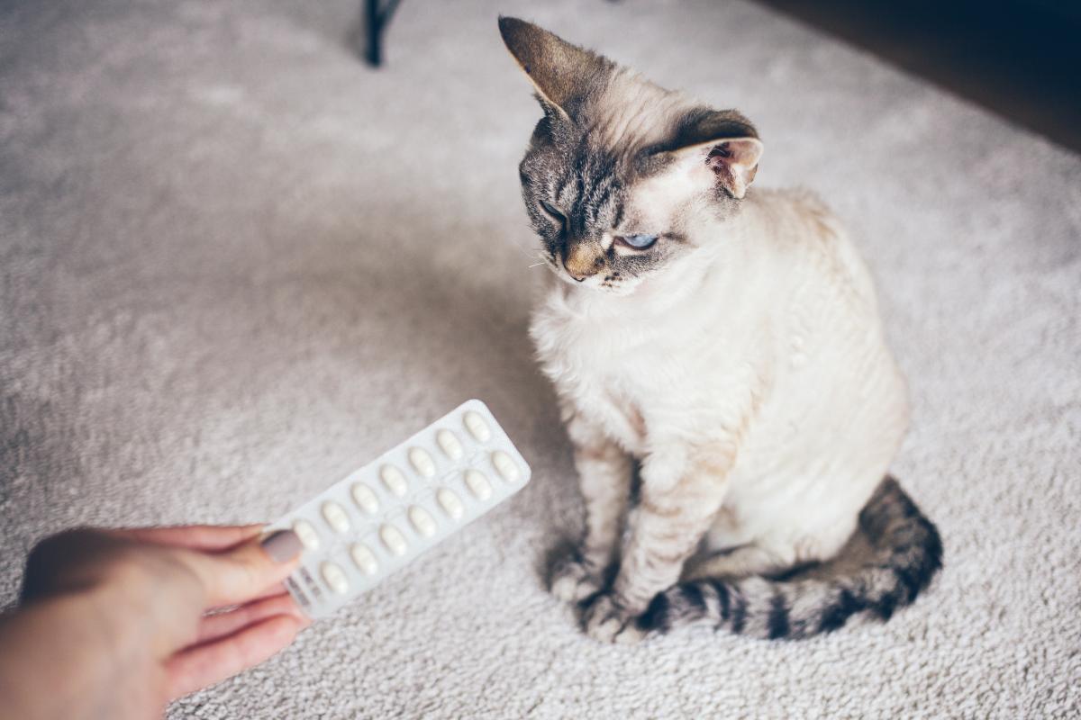 Pode dar Buscopam para gatos?