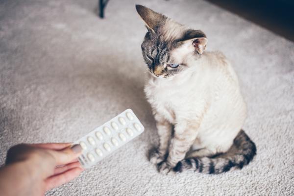 Pode dar Buscopam para gatos?