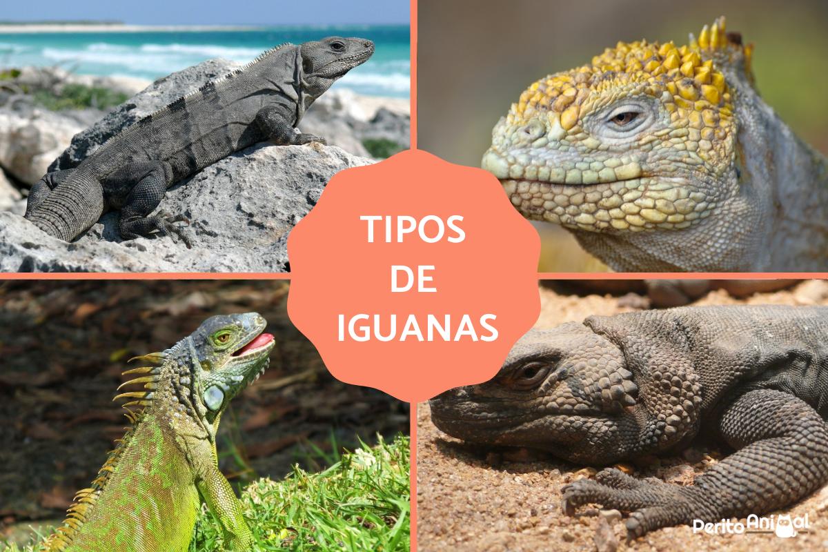 Tipos de iguanas