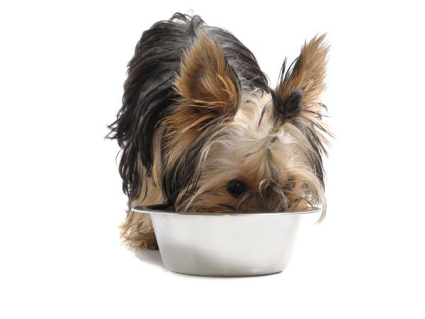 Composição da ração de cachorro - A ordem dos ingredientes