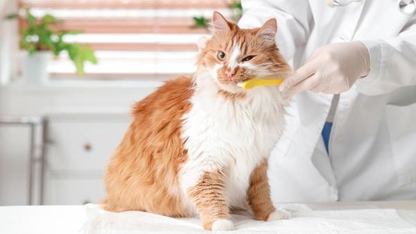 Gato com gengivite: conselhos e como alimentá-lo - Dicas adicionais para cuidar da boca do seu gato com gengivite