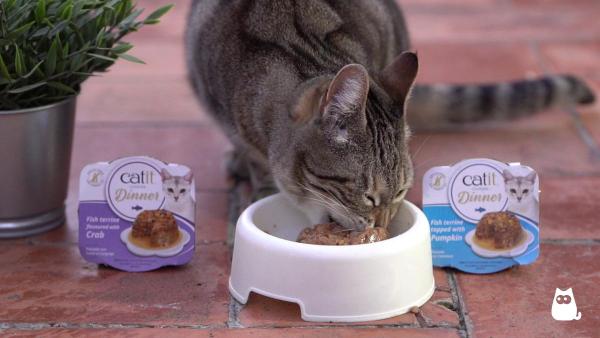 Gato com gengivite: conselhos e como alimentá-lo - O que um gato com gengivite pode comer?