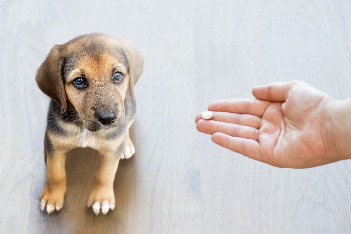 Amoxicilina para cães - Uso e efeitos colaterais
